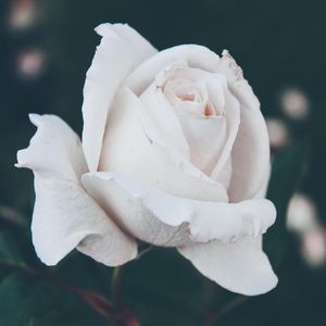 Meet your Posher, Drea